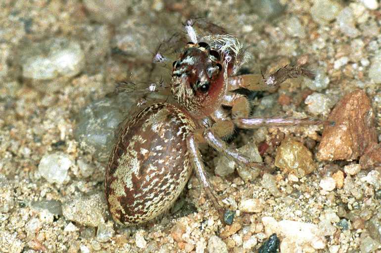 Cytaea_xanthopus_F0772_Z_87_Palmerstone park_Australie.jpg